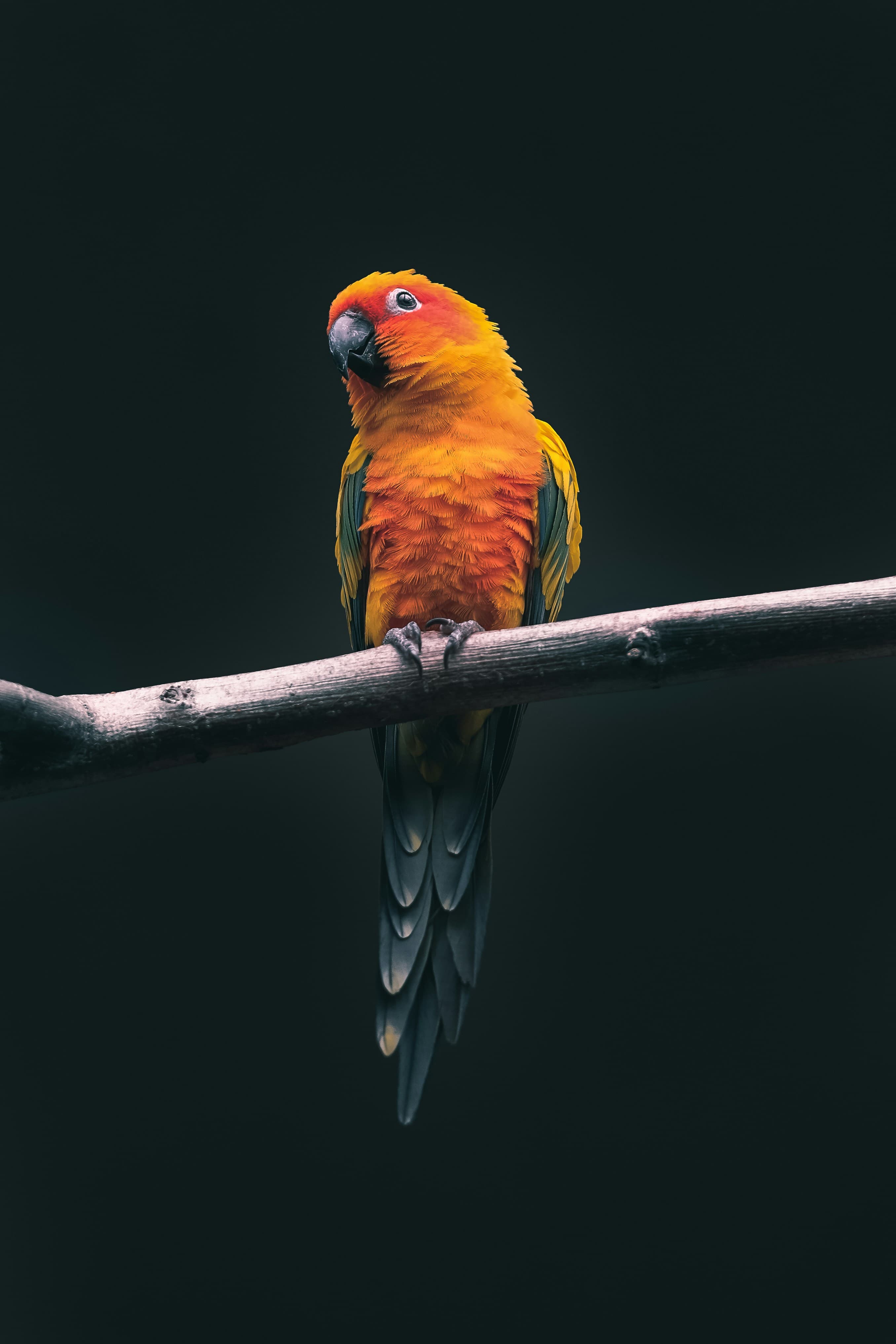Colorful Sun Conure Parrot