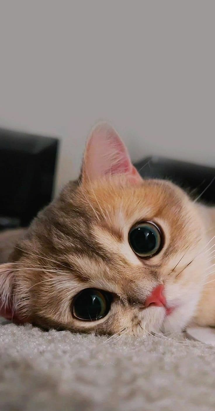 Adorable Tabby Cat Looking Up with Big Eyes