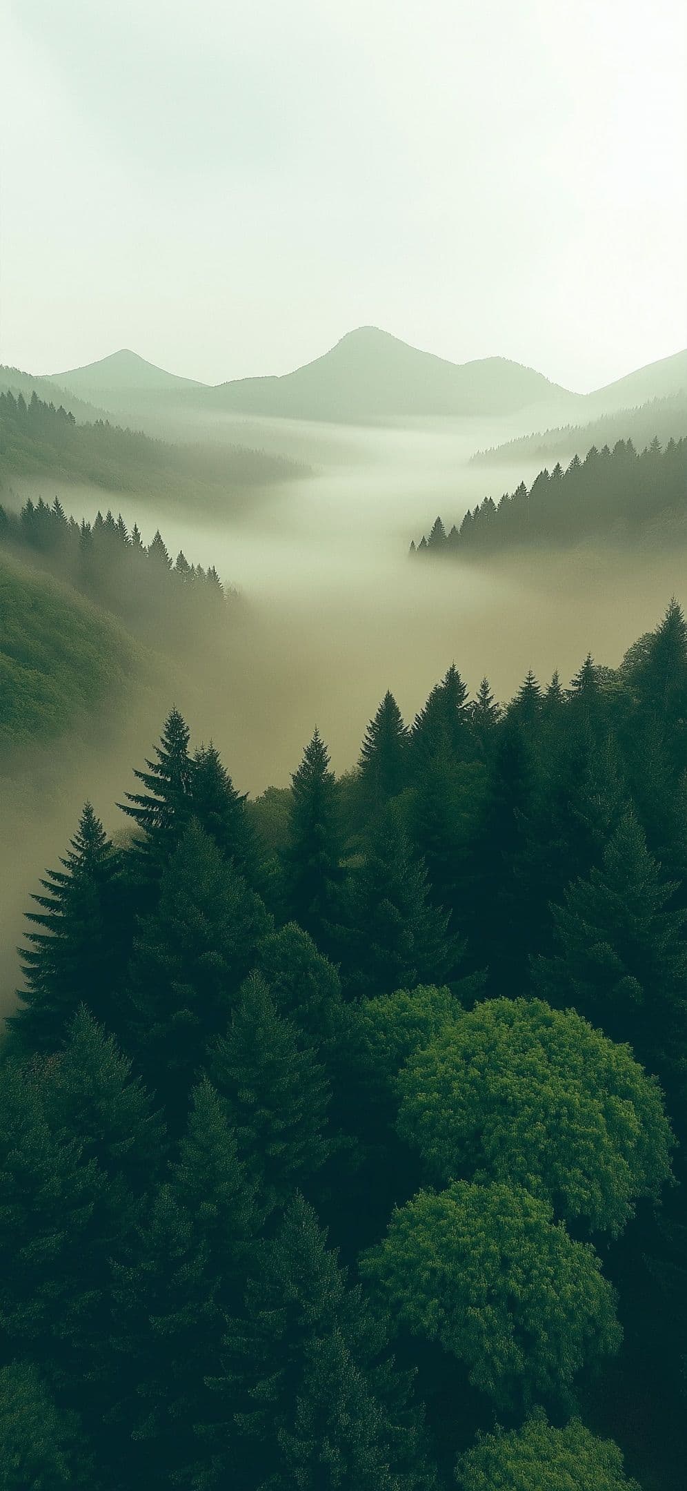 Misty Mountains and Pine Forest Landscape