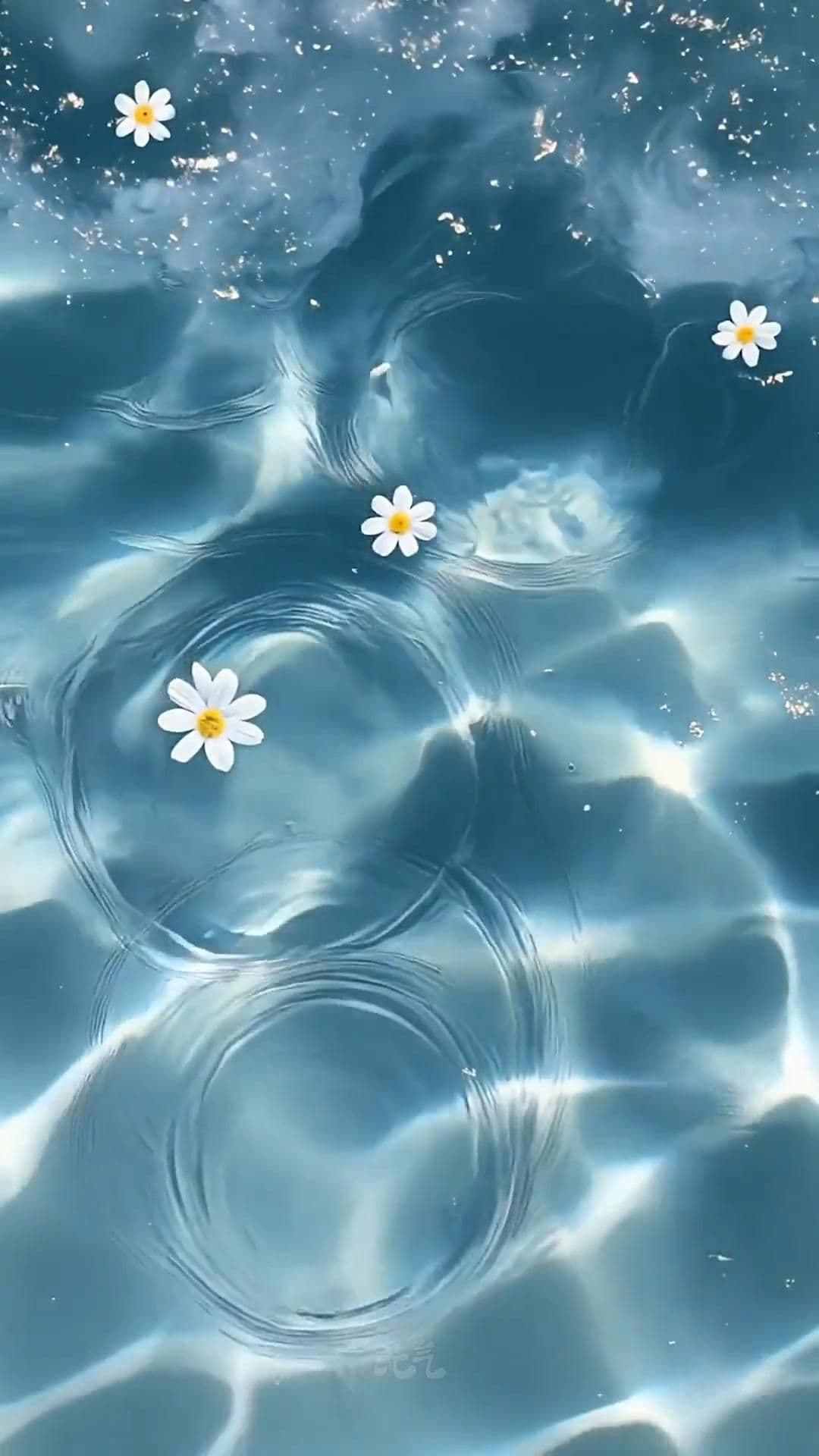 White Daisy Flowers Floating on Water