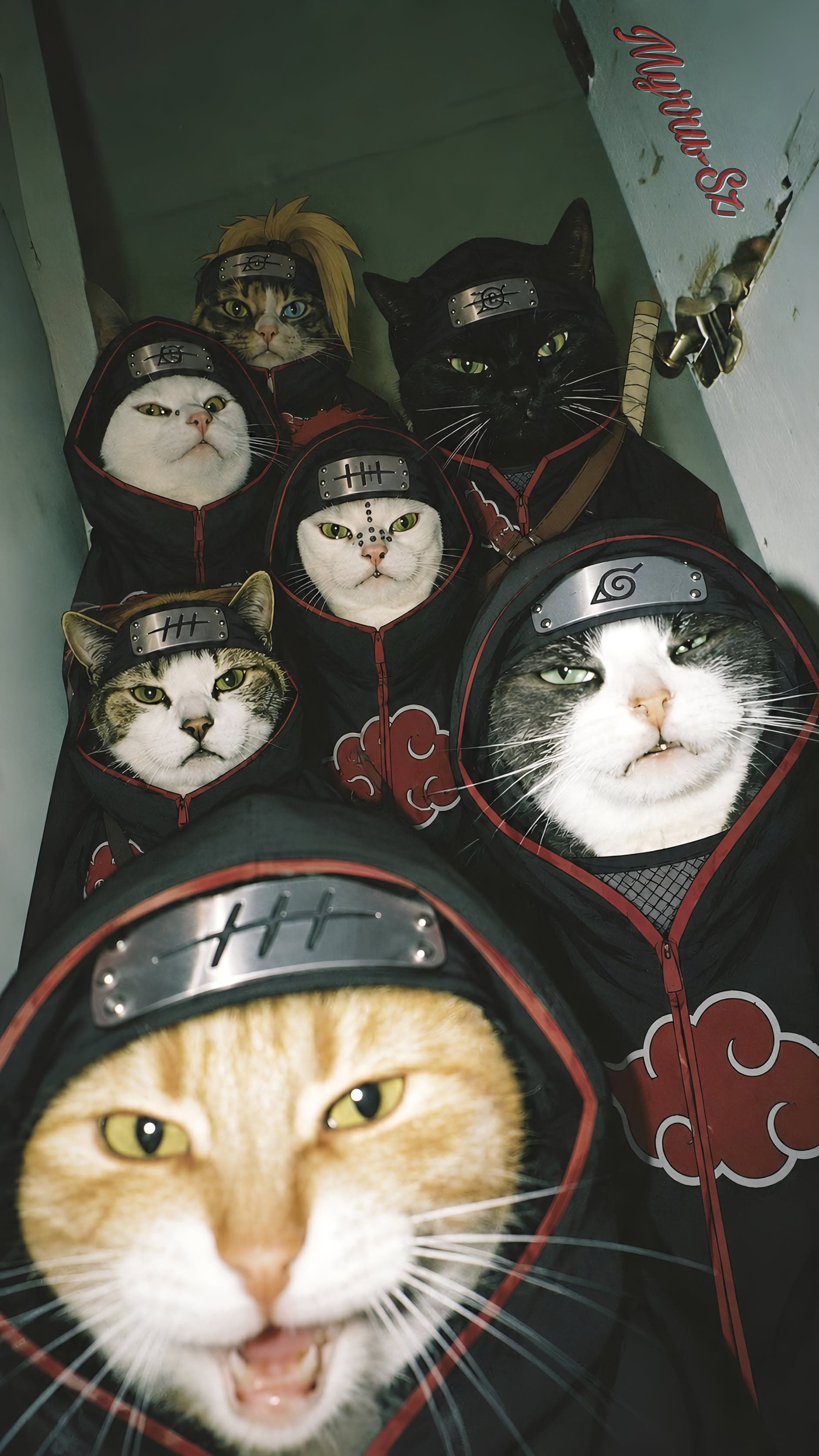 Akatsuki Ninja Cats Group Photo