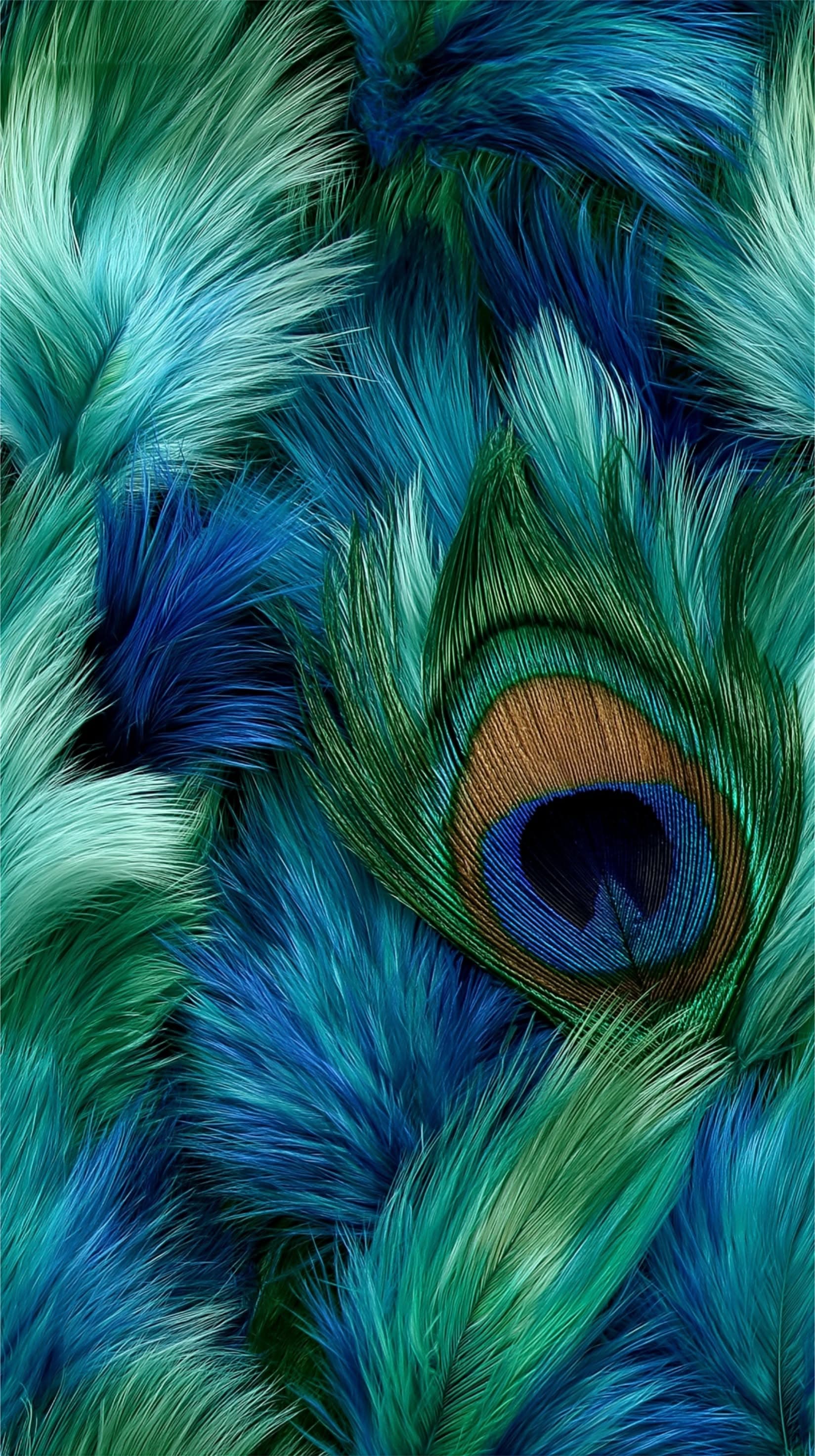 Peacock Feather