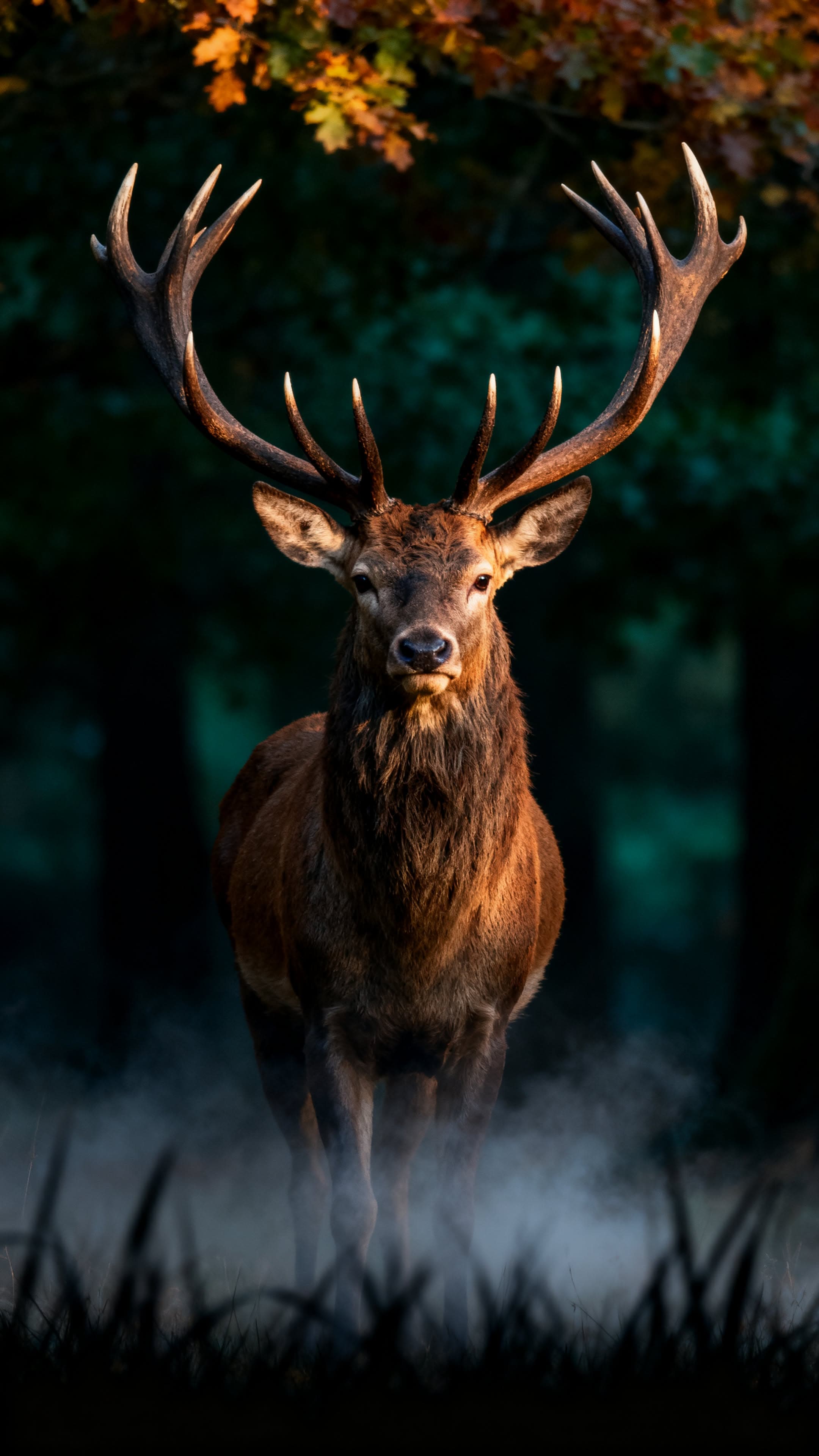 Red Deer Stag in Forest Mist