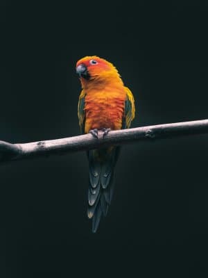 Colorful Sun Conure Parrot