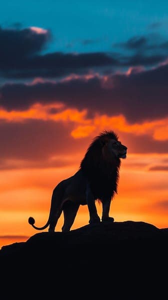 Majestic Lion Silhouette at Sunset