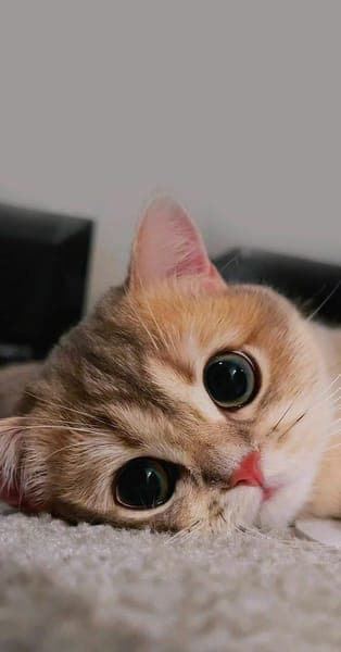 Adorable Tabby Cat Looking Up with Big Eyes