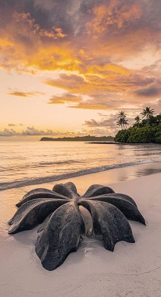 Tropical Beach Sunset with Coco de Mer Shell