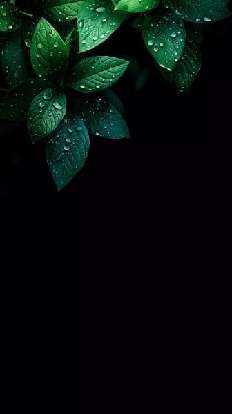 Fresh Green Leaves with Raindrops