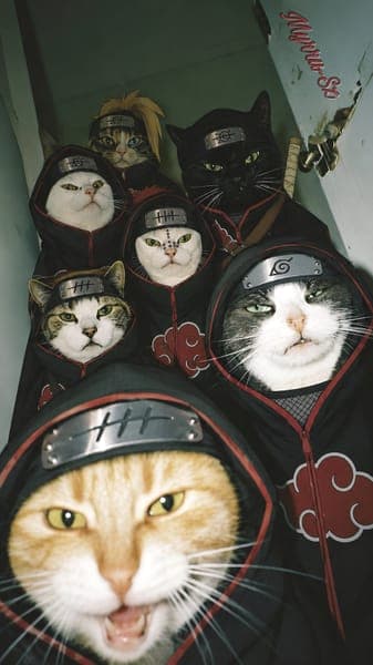 Akatsuki Ninja Cats Group Photo