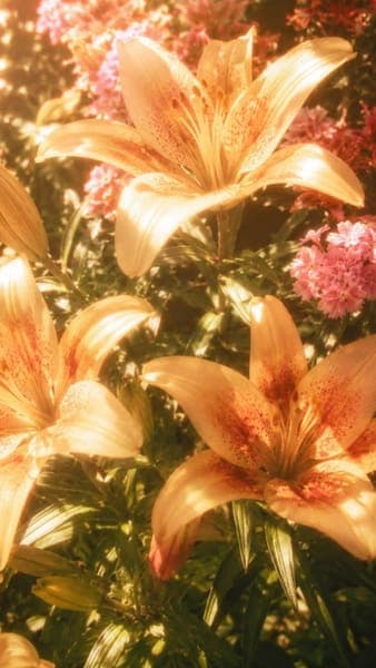 Orange Lily Flowers in Sunlight
